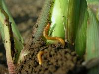 Wireworm 4