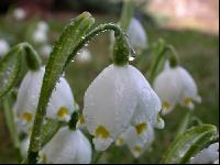 Frühlingsknotenblume 1