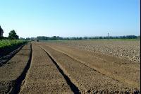 Gemüse Beetfräse 1