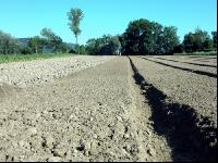 Gemüse Beetfräse 6