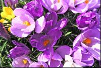 Krokus 2