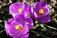 Krokus 1