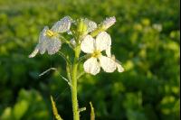 Ölrettich Blüte 3