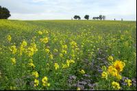 Green cover will frost 6