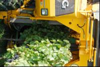 Weinlesemaschine 4