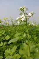 Ölrettich Blüte 1