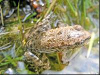 Frosch im Wasser 1