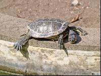 Rotwangenschildkröte
