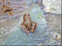 Grasfrosch 3
