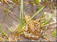 Grasfrosch 1