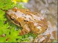 Grasfrosch 2