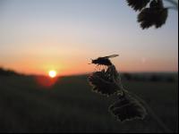 Fly sunset