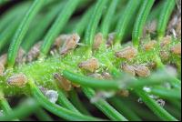 Scale insects 1
