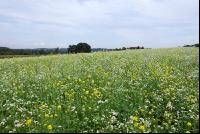 Blooming cover crop 1