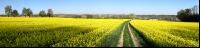 Raps Panorama 6