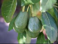 Avocado 3