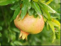 Granatapfel 2