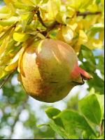 Granatapfel 1