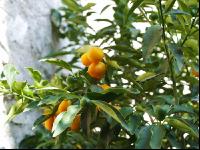 Kumquat