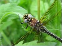 Dragonfly 1