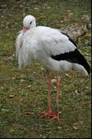 Storks 12