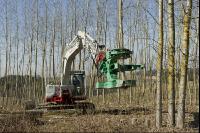 Energieholz Ernte 32