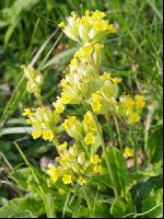 Echte Schlüsselblume 3