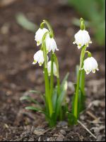 Frühlingsknotenblume 3