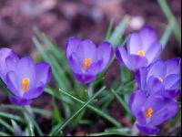 Krokus 4
