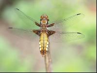 Dragonfly 4