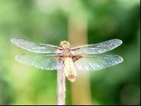 Dragonfly 3