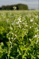 Ölrettich Blüte 8