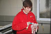 Piglets vaccinating 7