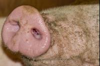 Mastschweine 67