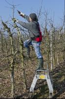 Obstbaumschnitt 8