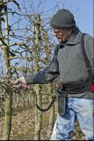 Obstbaumschnitt 3
