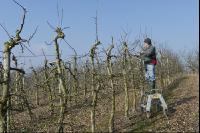 Obstbaumschnitt 1