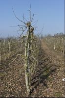 Obstbaumschnitt 13