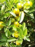 Calamondin 2