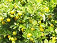 Calamondin 1