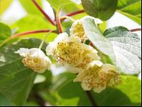 Männliche Kiwiblüten 1