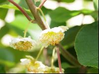 Männliche Kiwiblüten 2