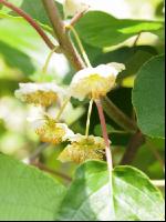 Männliche Kiwiblüten 3