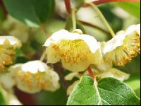 Männliche Kiwiblüten 4