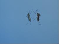 Mosquitoes on mirror 3