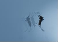 Mosquitoes on mirror 2
