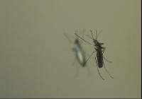 Mosquitoes on mirror 1