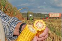 Mais Landwirt J 20