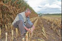 Mais Landwirt J 14