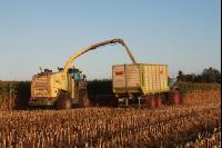 Maisernte Silage J 1